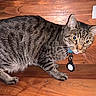 Gyuki is registered to the contest to win money with this photo: animal, box, cat, closeup, collar, curious, cute, domestic_cat, feline, furry, indoor, looking, pet, portrait, sitting, striped_fur, tabby, whiskers, wood, yellow_eyes