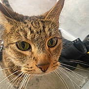 Gyuki is registered to the contest to win money with this photo: animal, boots, cat, close_up, collar, concrete_floor, curious, domestic_cat, ears, face, feline, fur, green_eyes, indoor, pet, portrait, snout, tabby_cat, watchful, whiskers