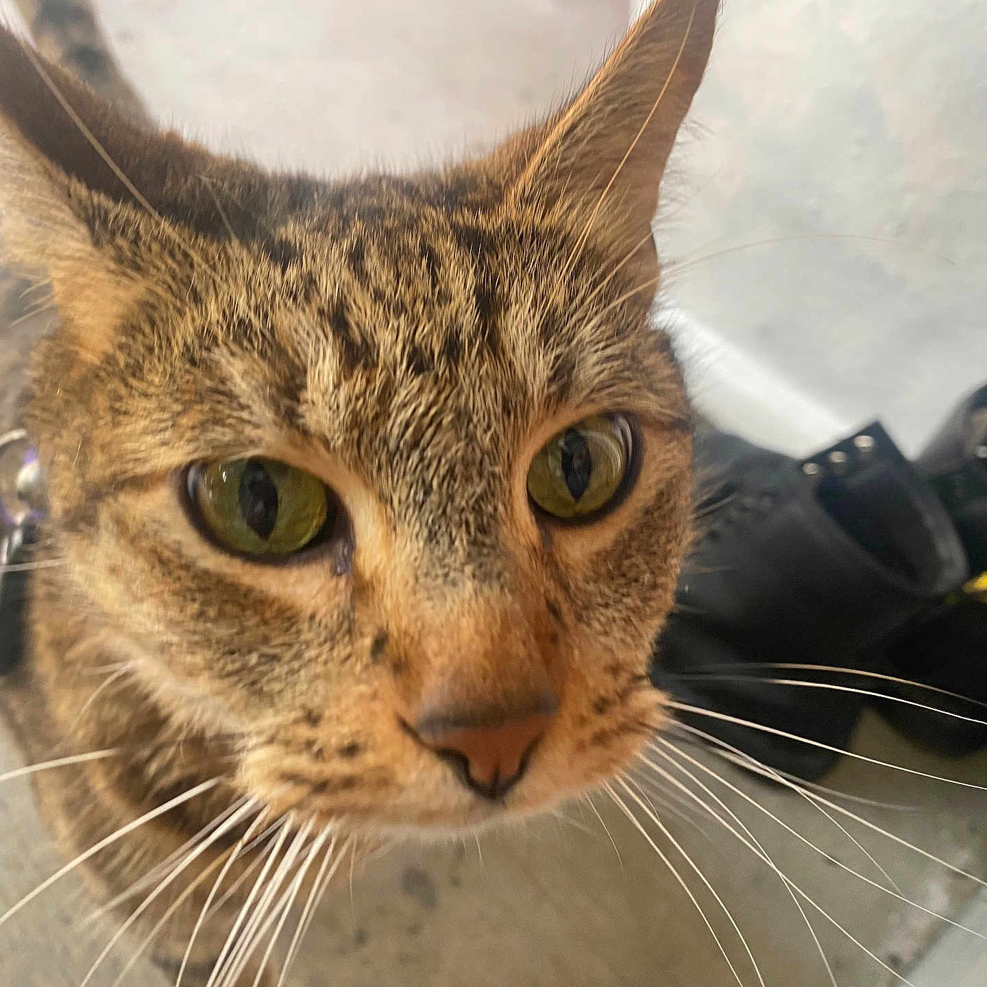 Gyuki is registered to the contest to win money with this photo: animal, boots, cat, close_up, collar, concrete_floor, curious, domestic_cat, ears, face, feline, fur, green_eyes, indoor, pet, portrait, snout, tabby_cat, watchful, whiskers