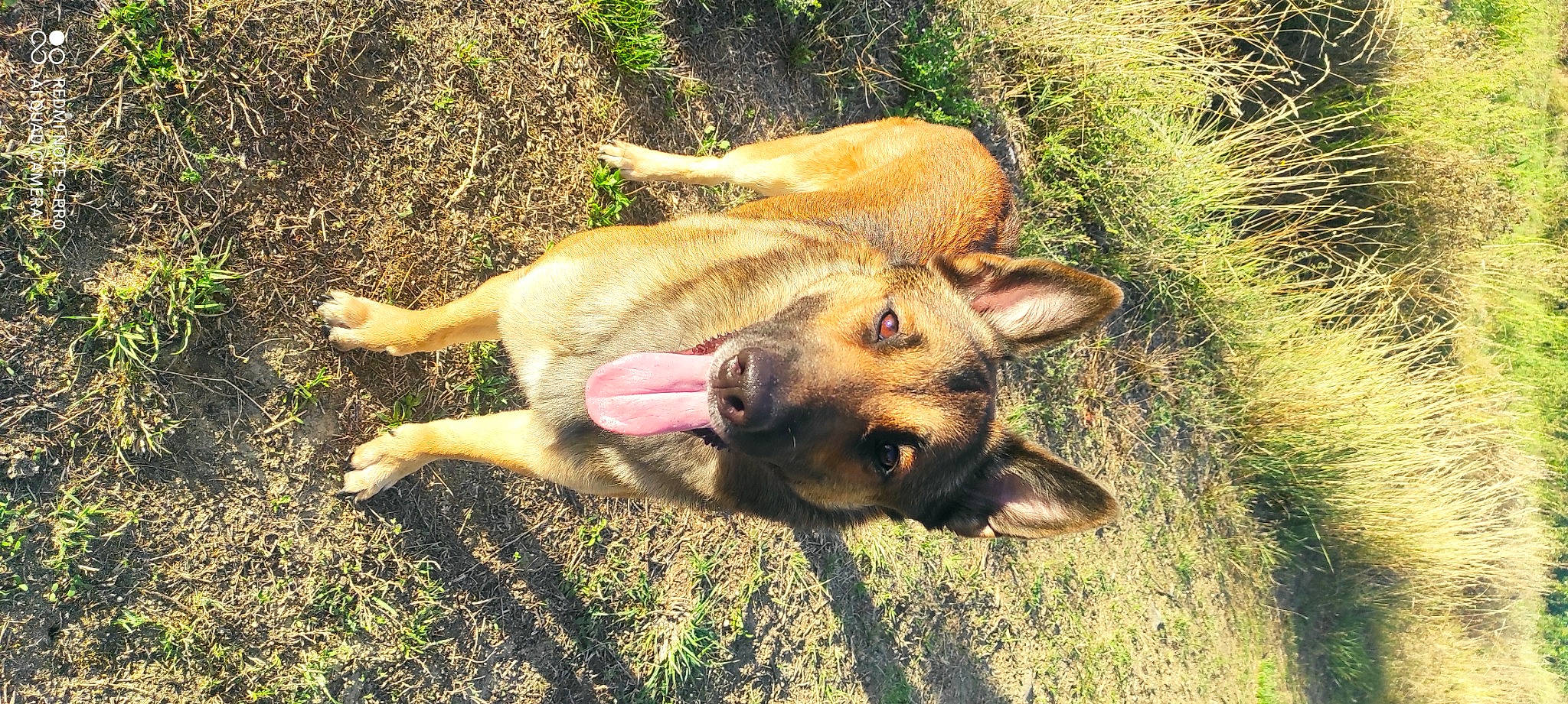 Kaly participe au concours pour gagner de l'argent avec cette photo : biting, carnivore, dog, dog_breed, east_european_shepherd, fawn, german_shepherd_dog, grass, herding_dog, paw, plant, snout, soil, tail, terrestrial_animal, wildlife, working_animal, working_dog