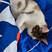 Lily a rejoint le concours — aidez-le/la à gagner de superbes lots ! cat, sleeping, animal, pet, fur, whiskers, cozy, blanket, bed, indoor, resting, cute, tabby, white, brown, soft, relaxation, comfort, domestic, napping