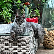 Atchoum a rejoint le concours — aidez-le/la à gagner de superbes lots ! cat, fluffy, gray, wicker_table, plant, potted_plant, cactus, glass_container, wine_corks, indoor, relaxed, furniture, decor, animal, pet, cozy, greenery, resting, long_tail, curious