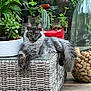 cat, fluffy, gray, wicker_table, plant, potted_plant, cactus, glass_container, wine_corks, indoor, relaxed, furniture, decor, animal, pet, cozy, greenery, resting, long_tail, curious