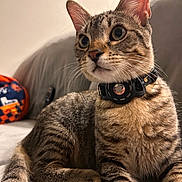 Prince joined the competition — help win amazing prizes! cat, tabby_cat, pet, feline, whiskers, collar, couch, indoor, portrait, close_up, ears, big_eyes, fur, paw, sitting, domestic_animal, curious, home, soft_lighting, wall_photos