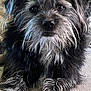 Duke joined the competition — help win amazing prizes! dog, pet, scruffy, fur, black_and_gray, cute, animal, lying_down, close_up, indoor, canine, face, paws, whiskers, looking_at_camera, furry, companion, domestic_animal, relaxed, portrait