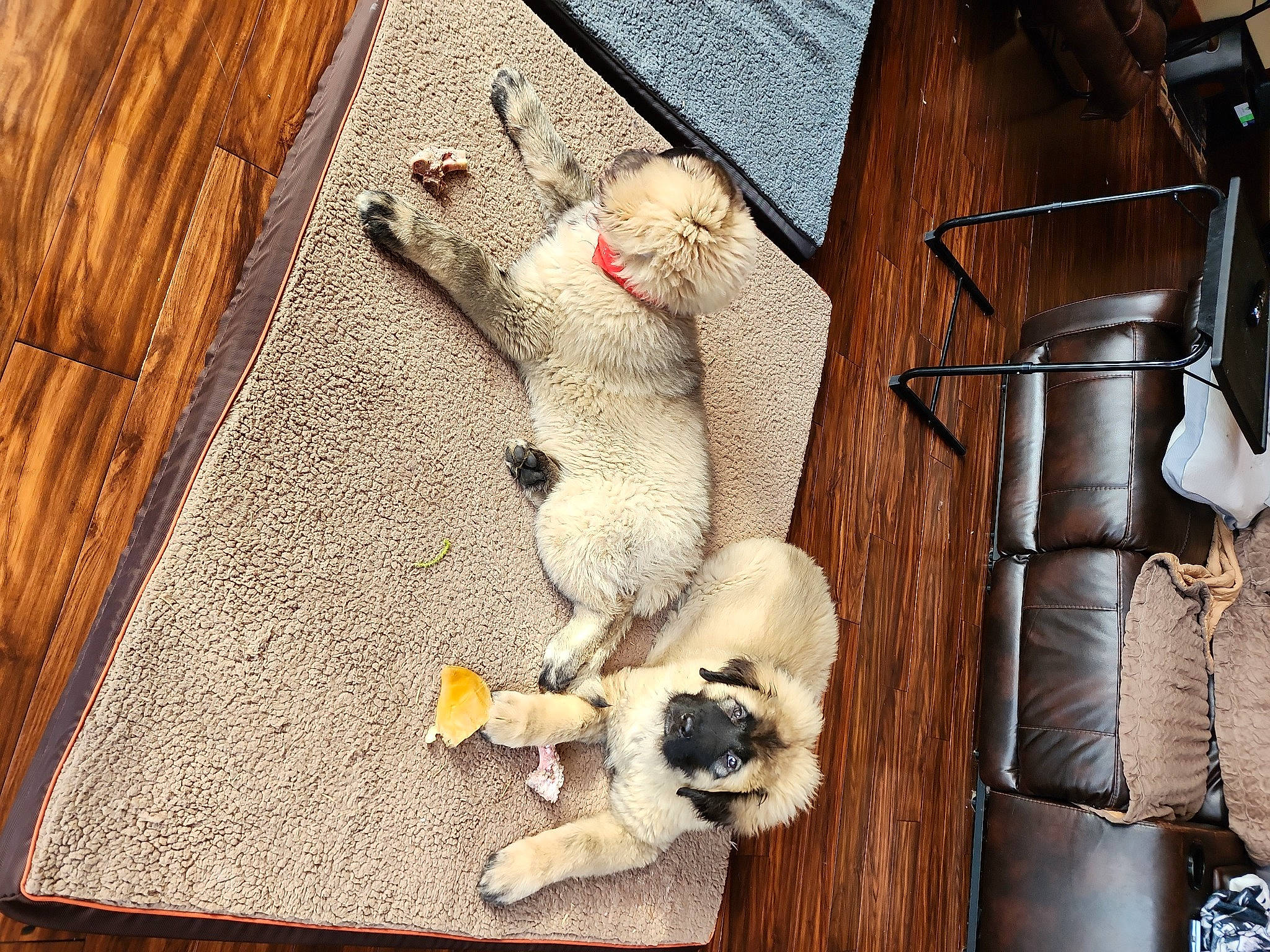 Bukovac is registered to the contest to win money with this photo: fawn, flooring, fur, hardwood, room, still_life_photography, stuffed_toy, tail, textile, toy, wood