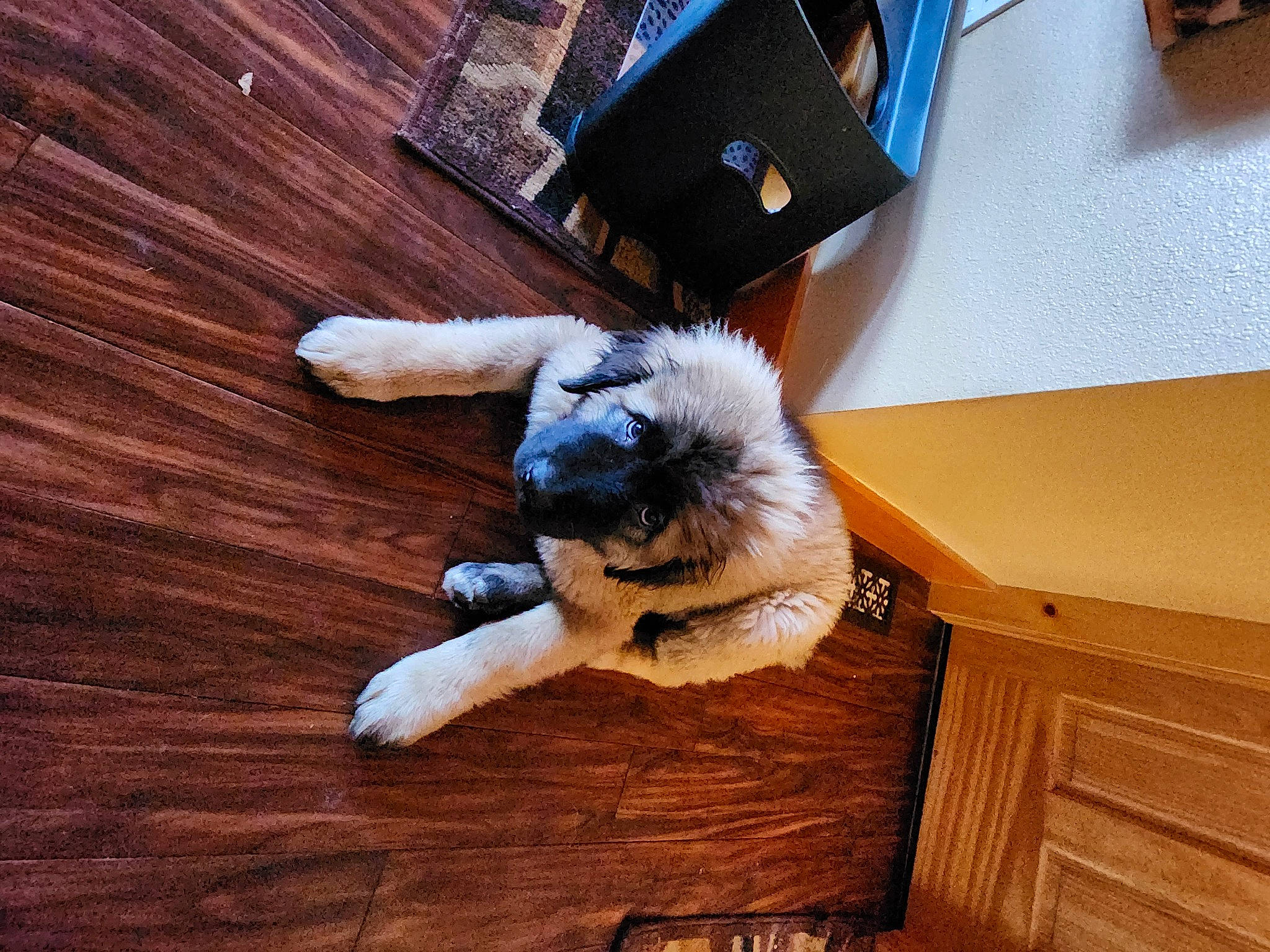 Bukovac joined the competition — help win amazing prizes! carnivore, comfort, companion_dog, dog, dog_breed, fawn, felidae, floor, flooring, foot, fur, hardwood, human_leg, laminate_flooring, small_to_medium_sized_cats, tail, whiskers, wood, wood_flooring, wood_stain