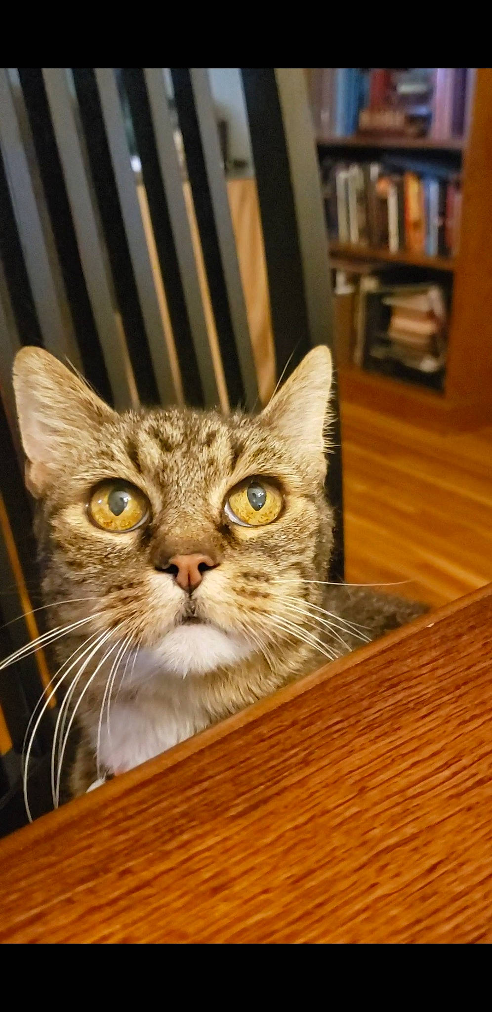 Gogo is registered to the contest to win money with this photo: bookcase, box, carnivore, cat, domestic_short_haired_cat, drawer, felidae, flooring, fur, hardwood, room, shelf, shelving, small_to_medium_sized_cats, snout, varnish, whiskers, window, wood, wood_stain