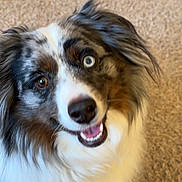Murfee Ray is registered to the contest to win money with this photo: animal, australian_shepherd, black_fur, blue_eye, brown_eye, brown_fur, carpet, close_up, dog, fluffy, happy, heterochromia, indoor, long_hair, merle_coat, open_mouth, pet, portrait, smiling, white_fur