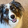 animal, australian_shepherd, black_fur, blue_eye, brown_eye, brown_fur, carpet, close_up, dog, fluffy, happy, heterochromia, indoor, long_hair, merle_coat, open_mouth, pet, portrait, smiling, white_fur