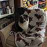 Murfee Ray is registered to the contest to win money with this photo: animal, armchair, black_and_white, blanket, books, bookshelf, brown, cozy, dog, eyes, face, fluffy, home, indoor, living_room, pet, portrait, puppy, sitting, snapchat