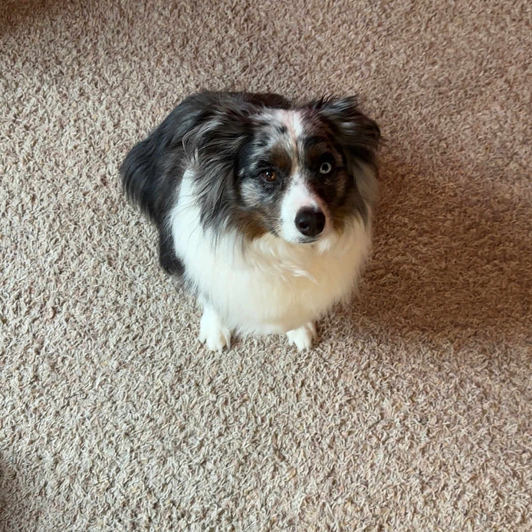 Murfee Ray is registered to the contest to win money with this photo: animal, black_and_white, blue_eyes, carpet, centered_composition, companion, dog, floor, fluffy, fur, home, indoor, looking_at_camera, merle, paws, pet, portrait, puppy, sitting, sneaker