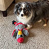 Murfee Ray is registered to the contest to win money with this photo: animal, armchair, australian_shepherd, blue_eyes, carpet, dog, fireplace, fluffy, home, indoor, living_room, long_hair, looking_at_camera, pet, playful, plush_toy, portrait, standing, toy, tricolor