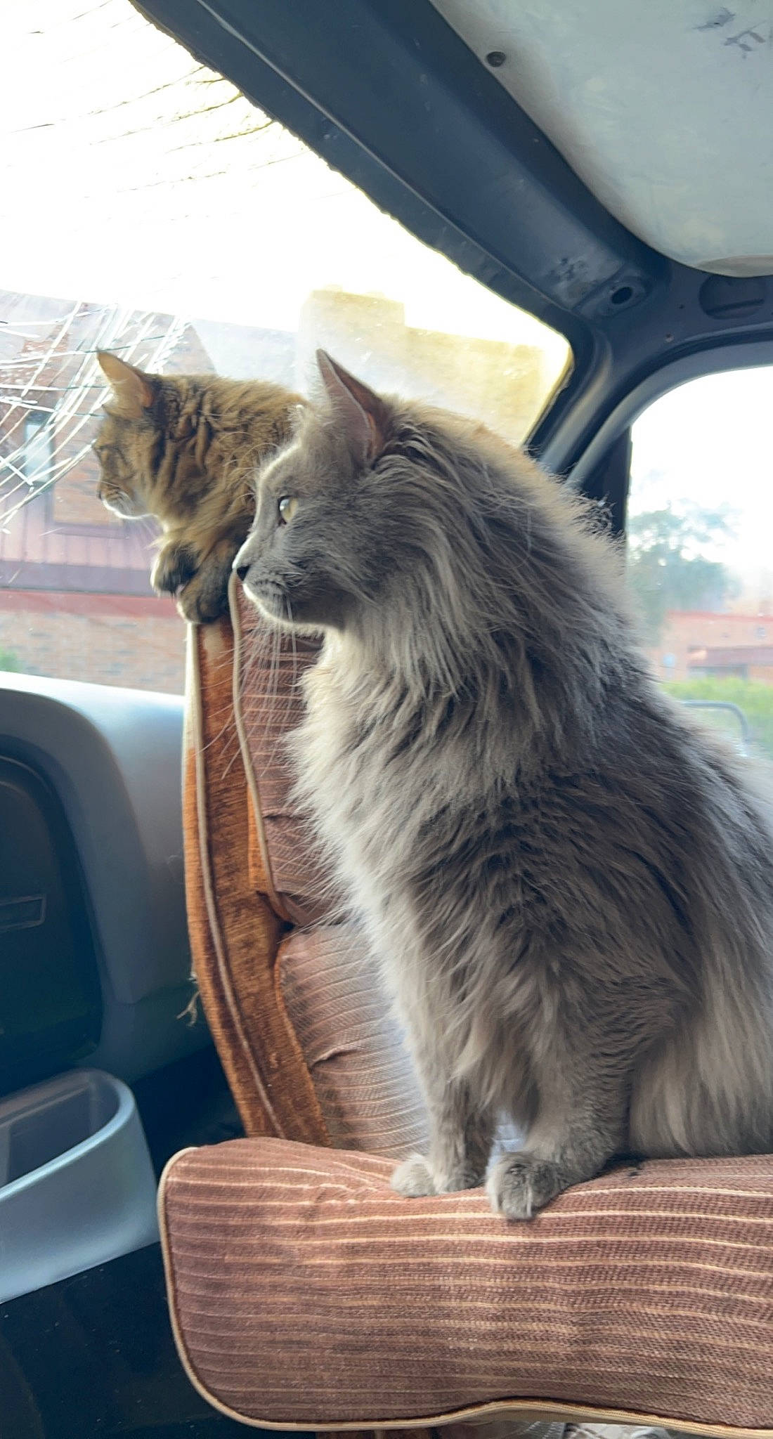 Tre joined the competition — help win amazing prizes! british_longhair, carnivore, cat, chair, comfort, domestic_short_haired_cat, felidae, fur, grass, grey, hardwood, maine_coon, persian, small_to_medium_sized_cats, tail, whiskers, window, wood