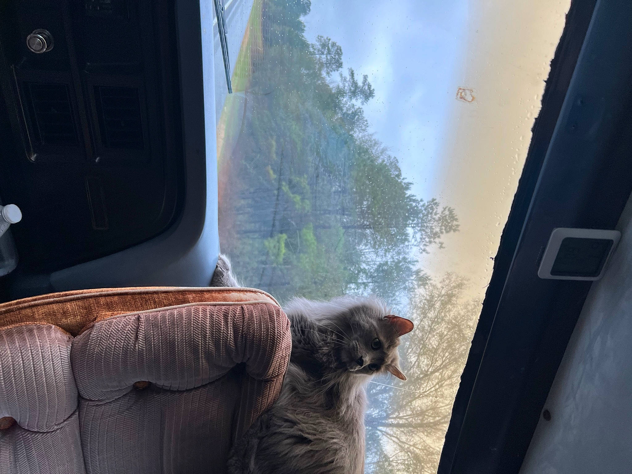 Tre joined the competition — help win amazing prizes! carnivore, cat, cloud, comfort, felidae, fur, glass, house, light, plant, sky, small_to_medium_sized_cats, tail, textile, tints_and_shades, tree, vehicle_door, whiskers, window, wood