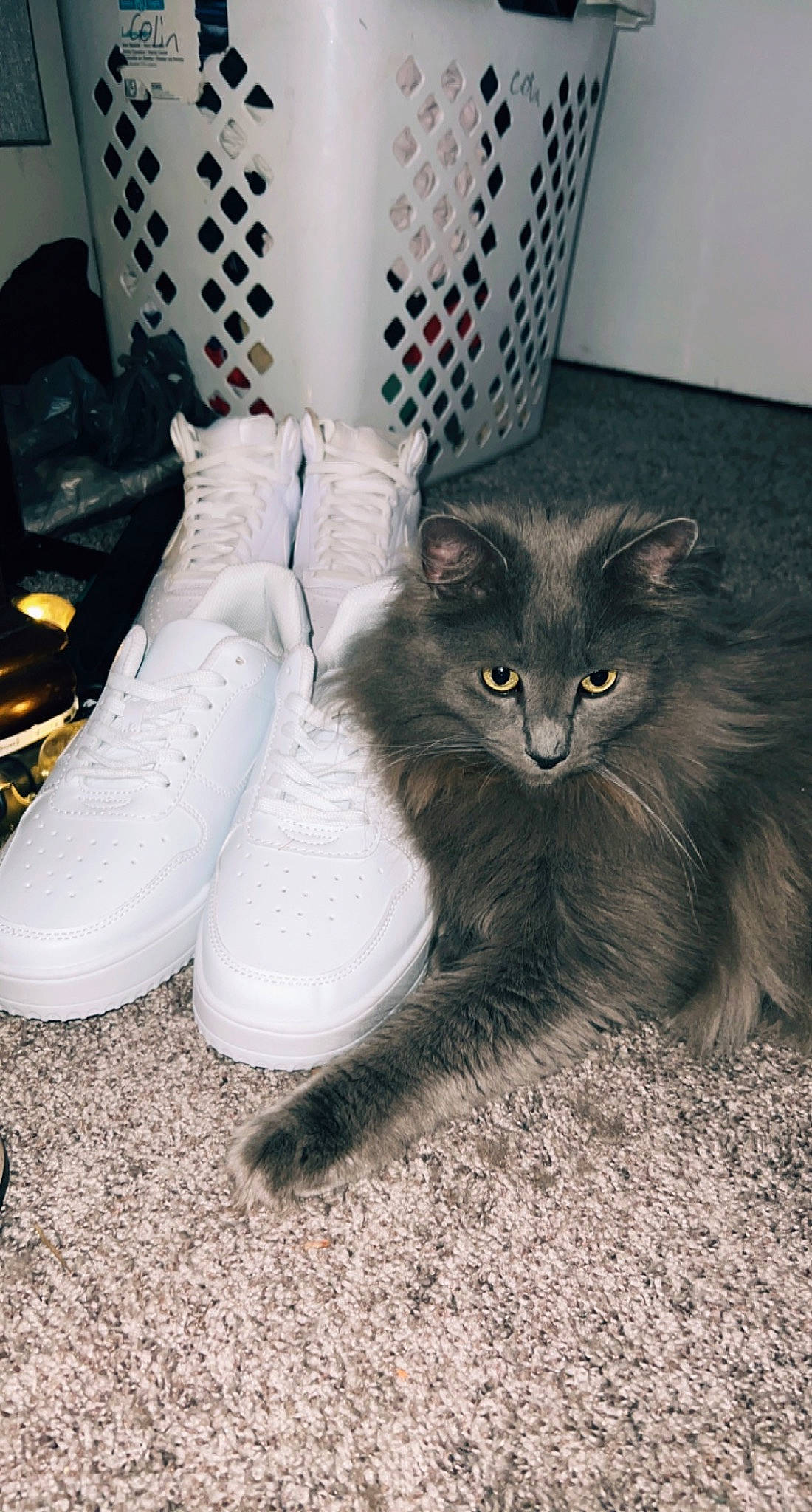 Tre is registered to the contest to win money with this photo: black_cat, carmine, carnivore, cat, chair, claw, domestic_short_haired_cat, felidae, flooring, foot, fur, grey, human_leg, paw, room, sitting, small_to_medium_sized_cats, tail, terrestrial_animal, whiskers