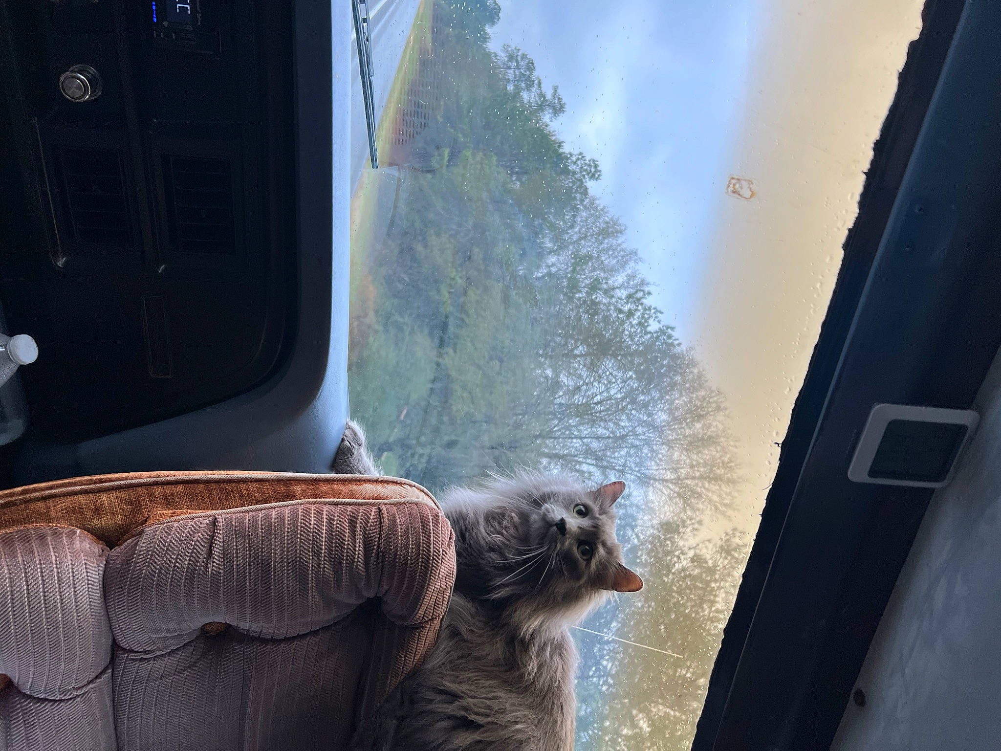 Tre is registered to the contest to win money with this photo: automotive_lighting, automotive_tire, building, carnivore, cat, comfort, felidae, gas, house, light, plant, sky, small_to_medium_sized_cats, tail, tints_and_shades, tree, vehicle_door, whiskers, window, wood