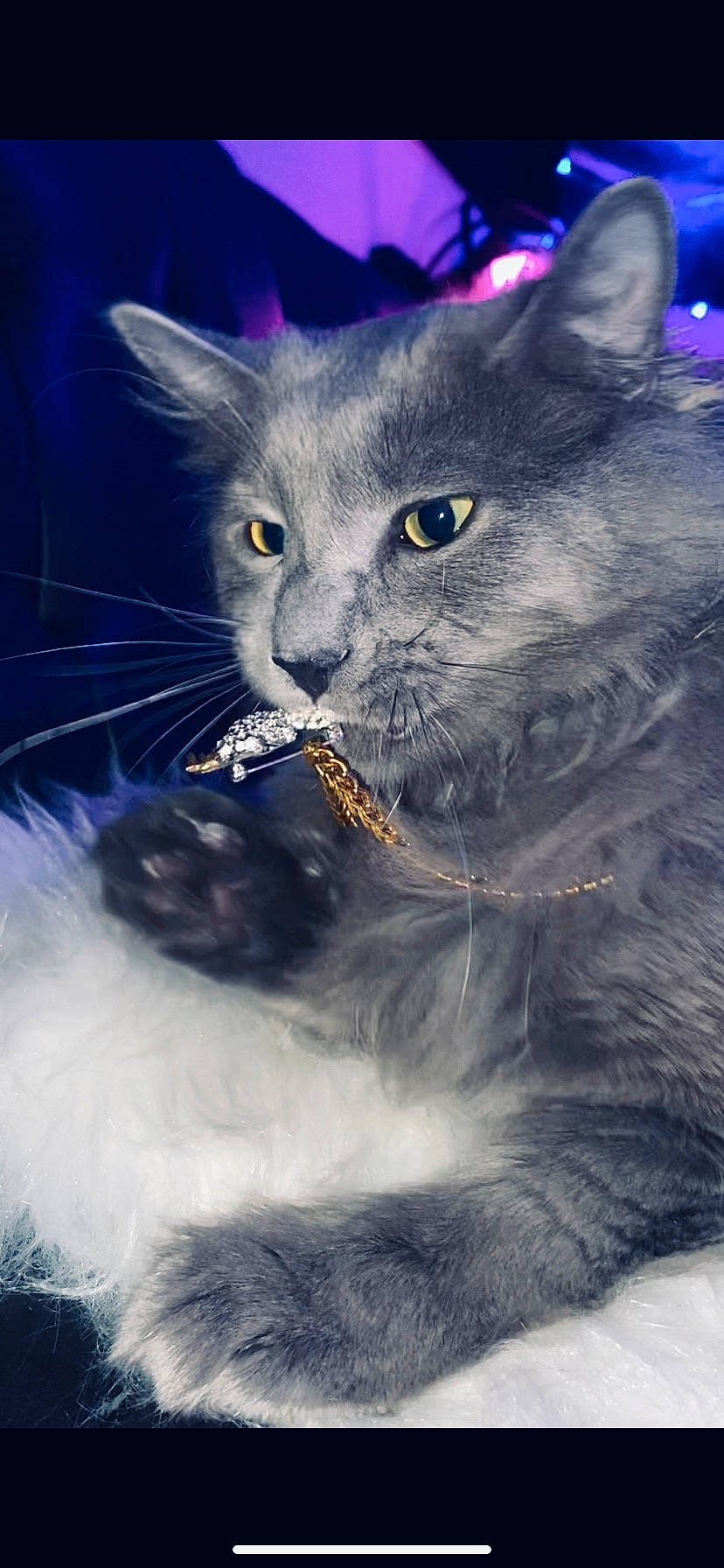 Tre is registered to the contest to win money with this photo: carnivore, cat, close_up, domestic_short_haired_cat, electric_blue, felidae, fur, grey, iris, russian_blue, small_to_medium_sized_cats, snout, terrestrial_animal, whiskers