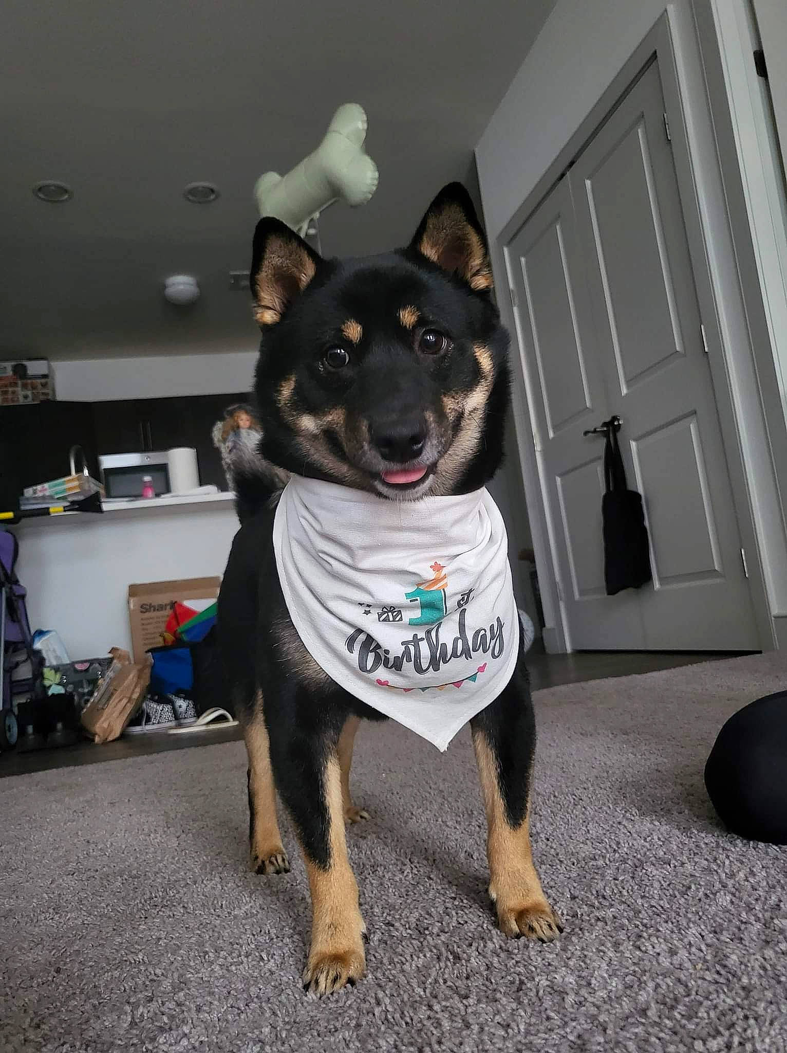 Neji is registered to the contest to win money with this photo: canidae, carnivore, collar, companion_dog, dog, dog_breed, dog_clothes, dog_collar, dog_supply, door, event, flooring, fur, grey, guard_dog, pet_supply, snout, sporting_group, working_animal, working_dog