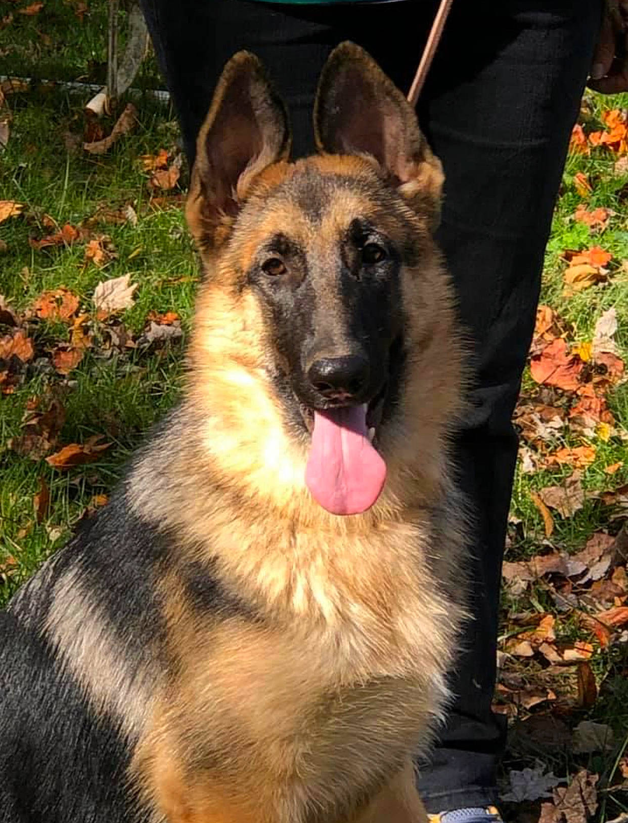 Windy is registered to the contest to win money with this photo: belgian_shepherd_malinois, canidae, carnivore, dog, dog_breed, east_european_shepherd, eye, fawn, fur, german_shepherd_dog, grass, herding_dog, king_shepherd, old_german_shepherd_dog, plant, snout, sporting_group, terrestrial_animal, whiskers, working_dog