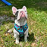 Zuko joined the competition — help win amazing prizes! animal, backyard, blue_slide, colorful_harness, dog, fence, french_bulldog, grass, harness, house, looking_up, outdoors, pet, playground, portrait, short_fur, sitting, sunlight, upright_ears, wrinkled_face