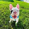 Zuko is registered to the contest to win money with this photo: animal, blue_clothing, closeup, daylight, dog, ears, face, french_bulldog, funny, grass, greenery, happy, lawn, outdoor, pet, portrait, sitting, smiling, white_fur, wrinkles