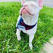 Zuko is registered to the contest to win money with this photo: bandana, canine, closed_eyes, collar, dog, floppy_ears, french_bulldog, grass, lawn, outdoor, pet, pink_ears, portrait, short_snout, sidewalk, standing, street, suburban, white_dog, wrinkled_face