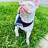 bandana, canine, closed_eyes, collar, dog, floppy_ears, french_bulldog, grass, lawn, outdoor, pet, pink_ears, portrait, short_snout, sidewalk, standing, street, suburban, white_dog, wrinkled_face