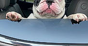Zuko is registered to the contest to win money with this photo: animal, blue_eyes, car, car_window, countryside, cute, dog, french_bulldog, front_view, funny, landscape, mismatched_eyes, outdoors, paws, pet, pink_nose, portrait, upright_ears, vehicle, wrinkled_face