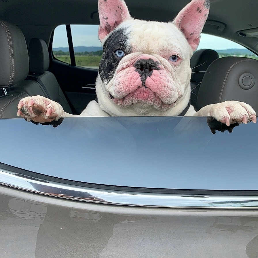 Zuko is registered to the contest to win money with this photo: dog, french_bulldog, pet, animal, car, vehicle, car_window, paws, front_view, portrait, outdoors, countryside, landscape, blue_eyes, mismatched_eyes, upright_ears, wrinkled_face, pink_nose, funny, cute