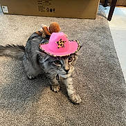 Zuko joined the competition — help win amazing prizes! cat, feline, pet, pink_cowboy_hat, plush_monkey, toy, carpet, cardboard_box, indoor, paws, whiskers, big_eyes, gray_fur, long_hair, costume, curious_expression, close_up, domestic_cat, floor, playful