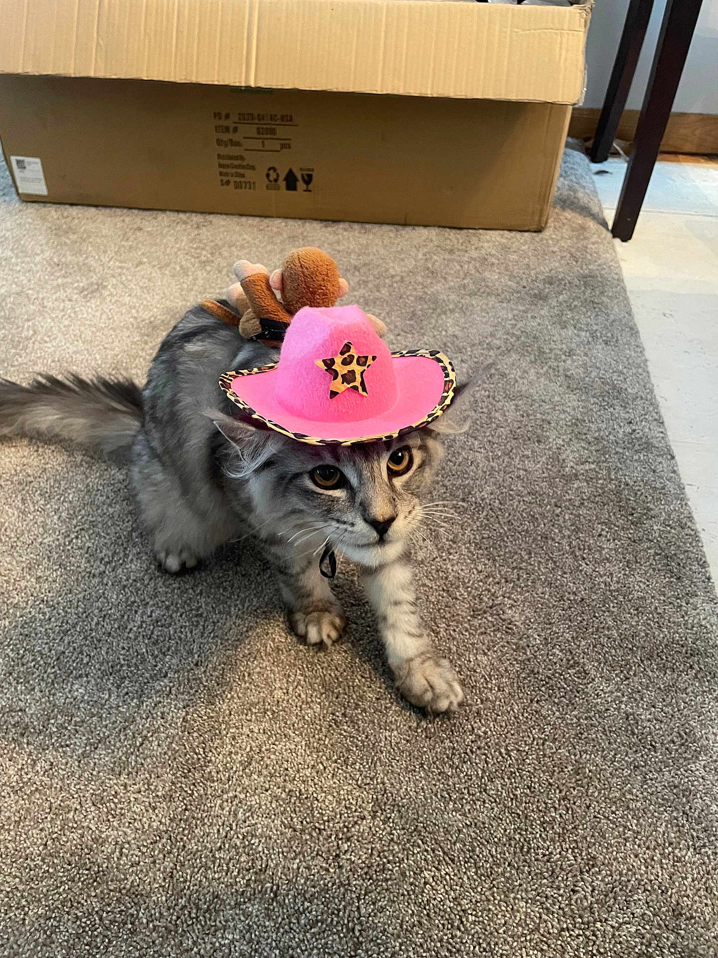 Zuko joined the competition — help win amazing prizes! cat, feline, pet, pink_cowboy_hat, plush_monkey, toy, carpet, cardboard_box, indoor, paws, whiskers, big_eyes, gray_fur, long_hair, costume, curious_expression, close_up, domestic_cat, floor, playful