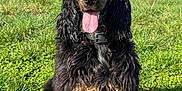 Achille participe au concours pour gagner de l'argent avec cette photo : dog, pet, long_hair, black_coat, tan_markings, tongue_out, sitting, grass, outdoor, field, collar, close_up, portrait, happy, sunny, sky, village, ears, furry, nature