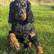 Achille a rejoint le concours — aidez-le/la à gagner de superbes lots ! dog, puppy, cocker_spaniel, black_and_tan, wet_fur, harness, grass, outdoor, pet_tag, close_up, portrait, paws, nose, ears, playful, sunlight, field, shallow_depth_of_field, collar, sitting
