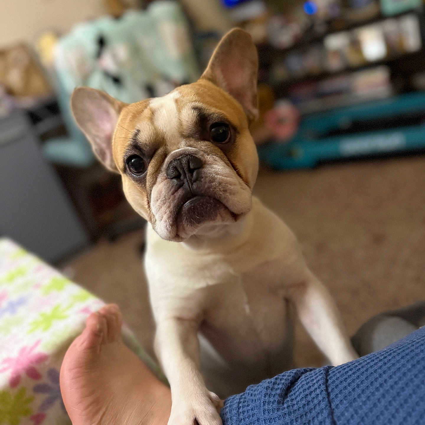 Marshmallow is registered to the contest to win money with this photo: french_bulldog, dog, pet, canine, wrinkled_face, large_ears, short_snout, brown_and_white, sitting, portrait, close_up, indoors, home, living_room, human_leg, paw, blue_clothing, blanket, furniture, funny_expression