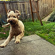 Theo is registered to the contest to win money with this photo: dog, pet, curly_coat, running, outdoor, backyard, patio, grass, fence, playful, energetic, animal, canine, portrait, action_shot, park, garden, wooden_fence, sunlight, social_media