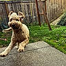 dog, pet, curly_coat, running, outdoor, backyard, patio, grass, fence, playful, energetic, animal, canine, portrait, action_shot, park, garden, wooden_fence, sunlight, social_media