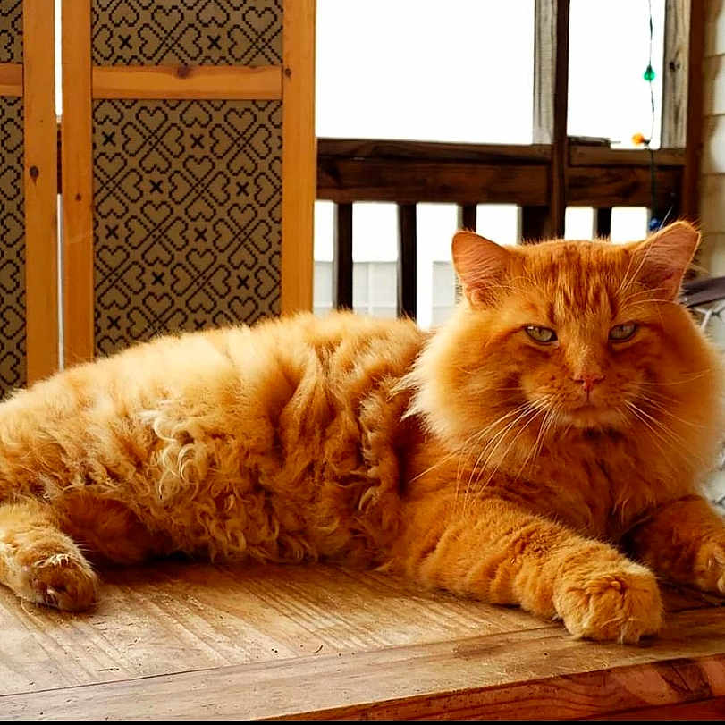 Esteban joined the competition — help win amazing prizes! asian, british_longhair, british_semi_longhair, carnivore, cat, cymric, domestic_short_haired_cat, european_shorthair, fawn, felidae, fur, kurilian_bobtail, maine_coon, mammal, paw, small_to_medium_sized_cats, tabby_cat, tail, whiskers