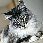 Tao a rejoint le concours — aidez-le/la à gagner de superbes lots ! cat, feline, pet, fluffy, gray, white, yellow_eyes, whiskers, indoor, closeup, portrait, relaxed, cute, animal, mammal, soft_surface, fur, resting, cozy, curious