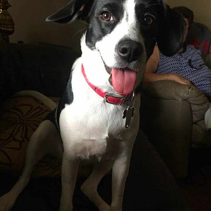 Athena joined the competition — help win amazing prizes! accessories, adult, animal, canine, couch, cushion, dog, face, furniture, head, homedecor, hound, indoors, male, man, person, pet, photography, portrait, puppy