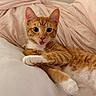 animal, bed, bedding, cat, cute, domestic_animal, ears, feline, fur, indoor, orange_tabby, paw, pet, pink_bedspread, playful, relaxed, resting, tongue_out, whiskers, white_pillow