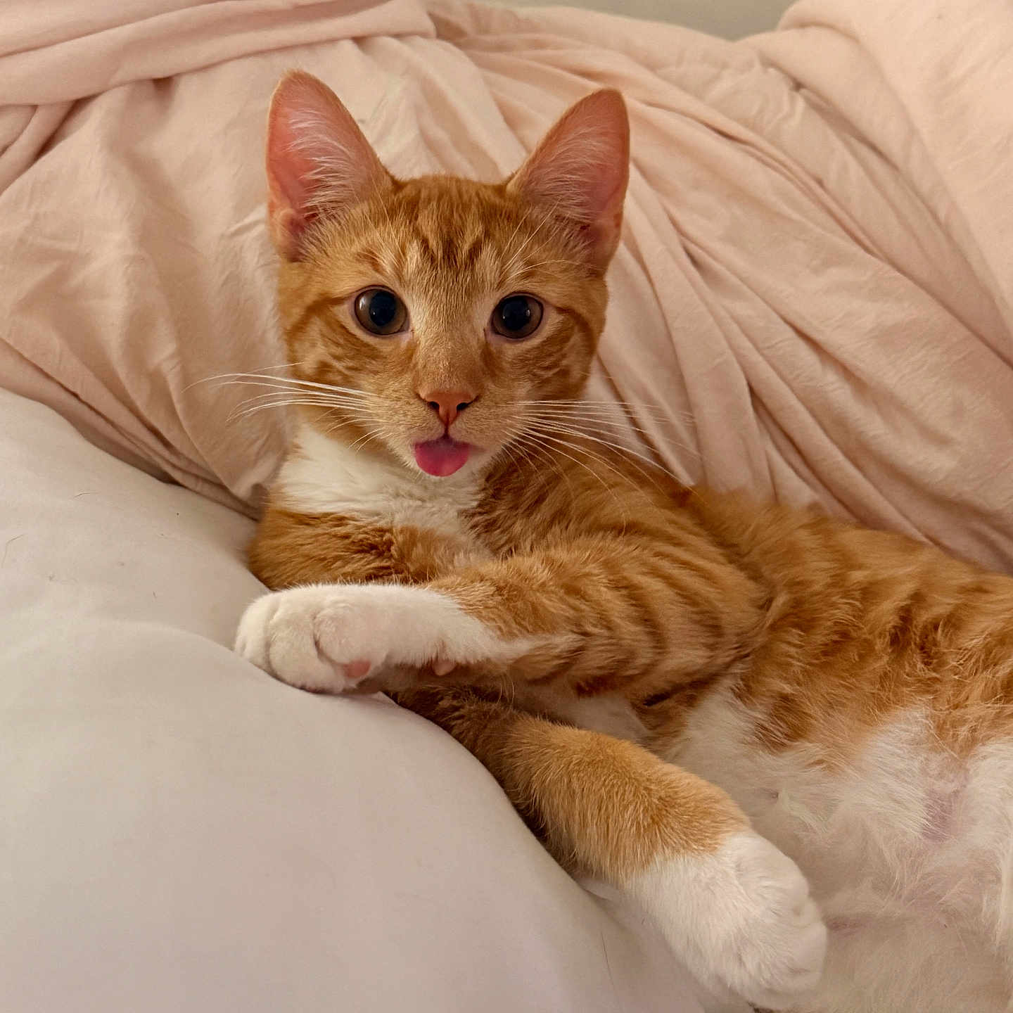 Mr Mango joined the competition — help win amazing prizes! animal, bed, bedding, cat, cute, domestic_animal, ears, feline, fur, indoor, orange_tabby, paw, pet, pink_bedspread, playful, relaxed, resting, tongue_out, whiskers, white_pillow
