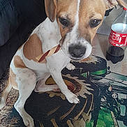 Louna a rejoint le concours — aidez-le/la à gagner de superbes lots ! dog, pet, indoor, brown_and_white, carpet, toy, sitting, curious, floor, bottle, plastic_bottle, drink, brown_ears, white_paws, canine, domestic_animal, snack, looking_up, animal, household
