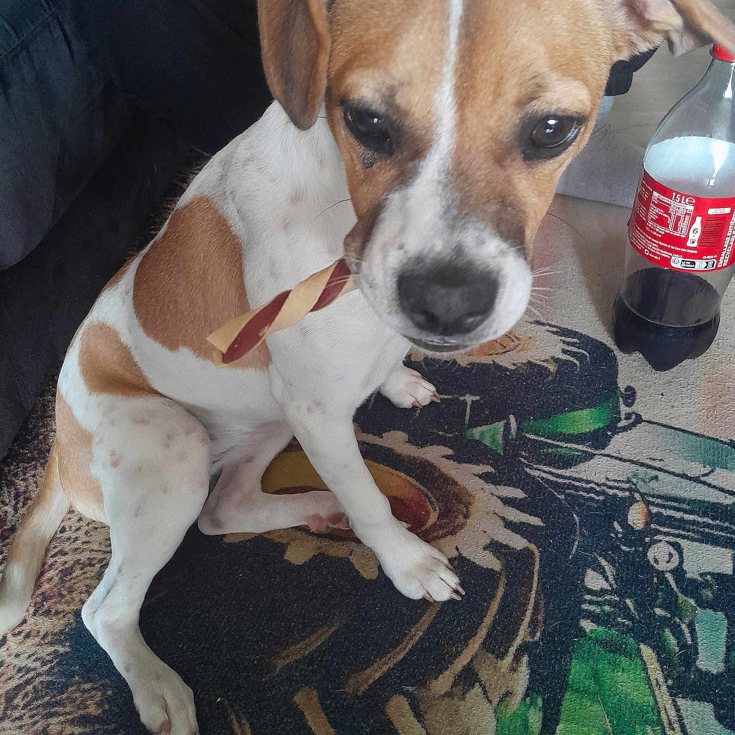 Louna a rejoint le concours — aidez-le/la à gagner de superbes lots ! animal, bottle, brown_and_white, brown_ears, canine, carpet, curious, dog, domestic_animal, drink, floor, household, indoor, looking_up, pet, plastic_bottle, sitting, snack, toy, white_paws