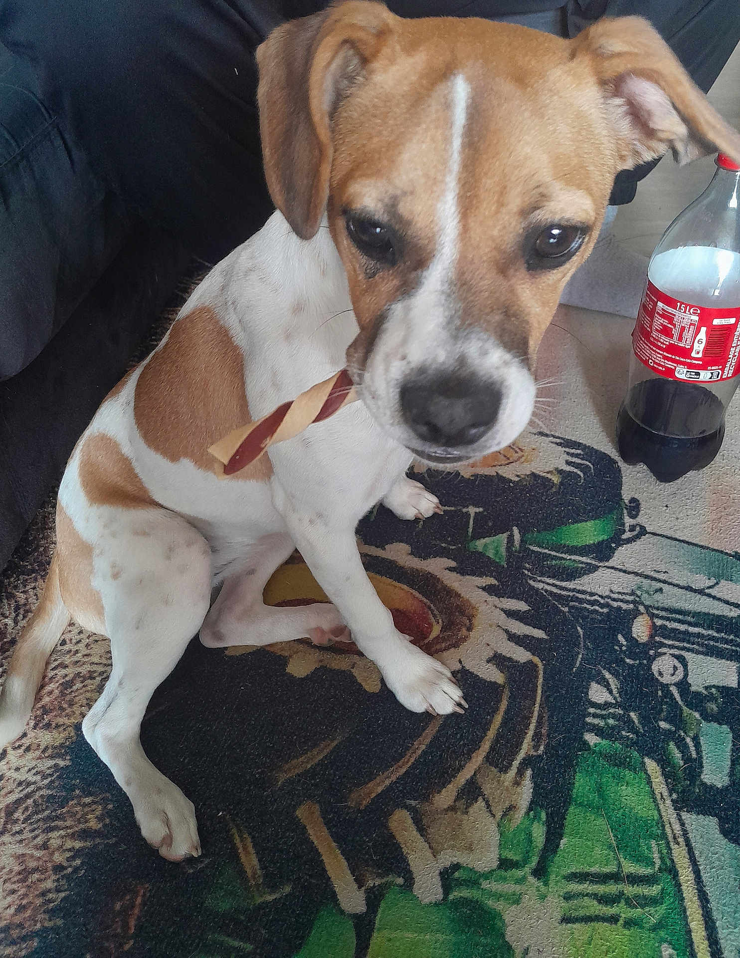 Louna a rejoint le concours — aidez-le/la à gagner de superbes lots ! dog, pet, indoor, brown_and_white, carpet, toy, sitting, curious, floor, bottle, plastic_bottle, drink, brown_ears, white_paws, canine, domestic_animal, snack, looking_up, animal, household