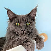 Zelda a rejoint le concours — aidez-le/la à gagner de superbes lots ! cat, gray_cat, yellow_eyes, fluffy, fur, paw, relaxed, perch, indoor, closeup, animal, pet, mammal, whiskers, ears, portrait, feline, cute, resting, background