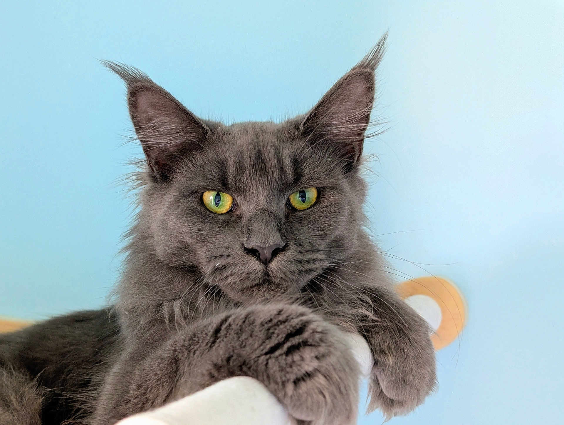 Zelda a rejoint le concours — aidez-le/la à gagner de superbes lots ! cat, gray_cat, yellow_eyes, fluffy, fur, paw, relaxed, perch, indoor, closeup, animal, pet, mammal, whiskers, ears, portrait, feline, cute, resting, background