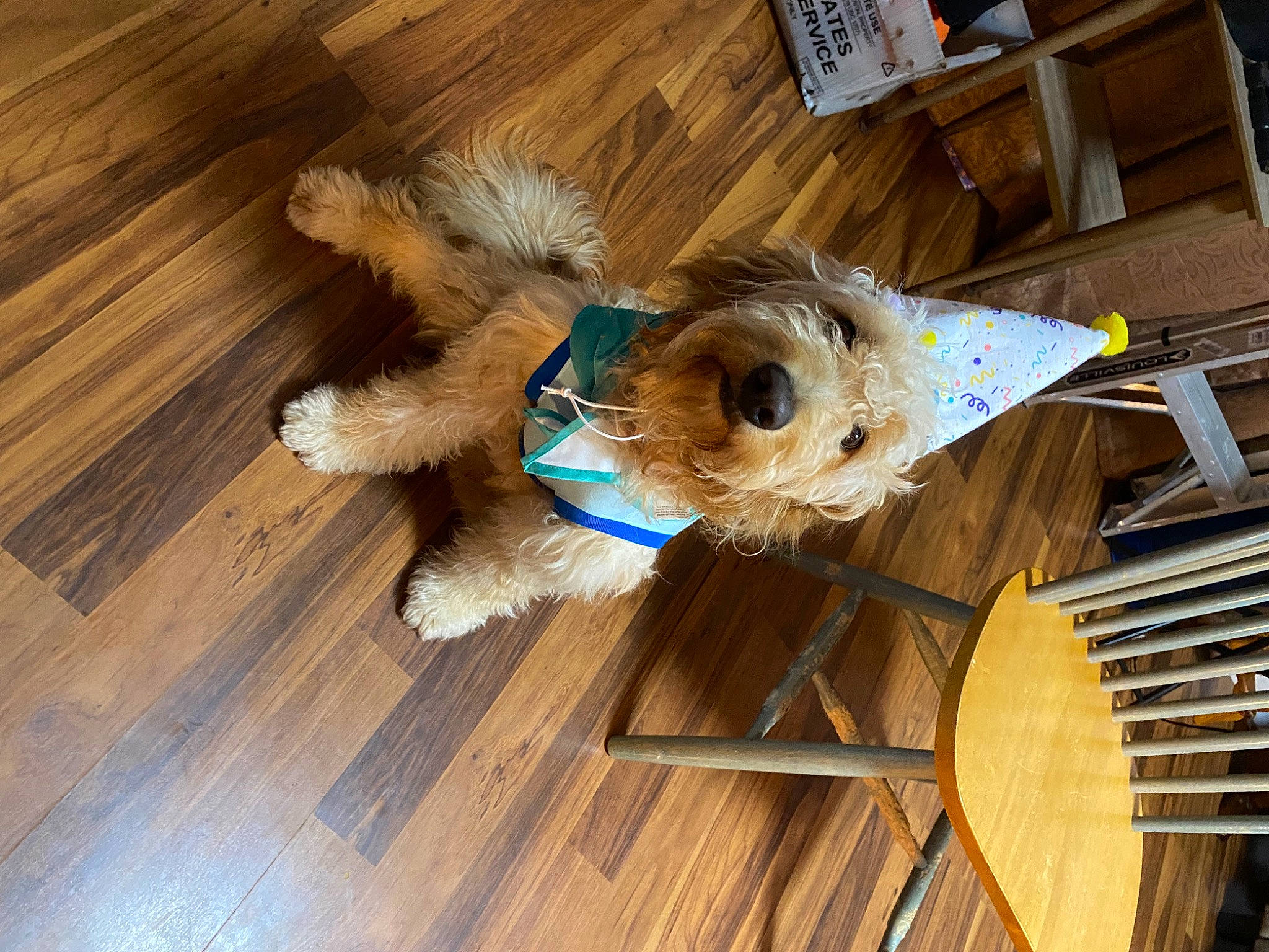 Hugo joined the competition — help win amazing prizes! canidae, carnivore, companion_dog, dog, dog_breed, fawn, floor, flooring, hardwood, laminate_flooring, plank, snout, toy, toy_dog, varnish, whiskers, wood, wood_flooring, wood_stain, working_animal