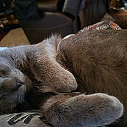 Ozzy joined the competition — help win amazing prizes! cat, gray_cat, sleeping, fur, paw, closeup, indoor, pet, animal, cozy, resting, cute, feline, whiskers, soft, relaxation, domestic, mammal, companion, peaceful