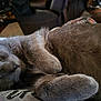 cat, gray_cat, sleeping, fur, paw, closeup, indoor, pet, animal, cozy, resting, cute, feline, whiskers, soft, relaxation, domestic, mammal, companion, peaceful